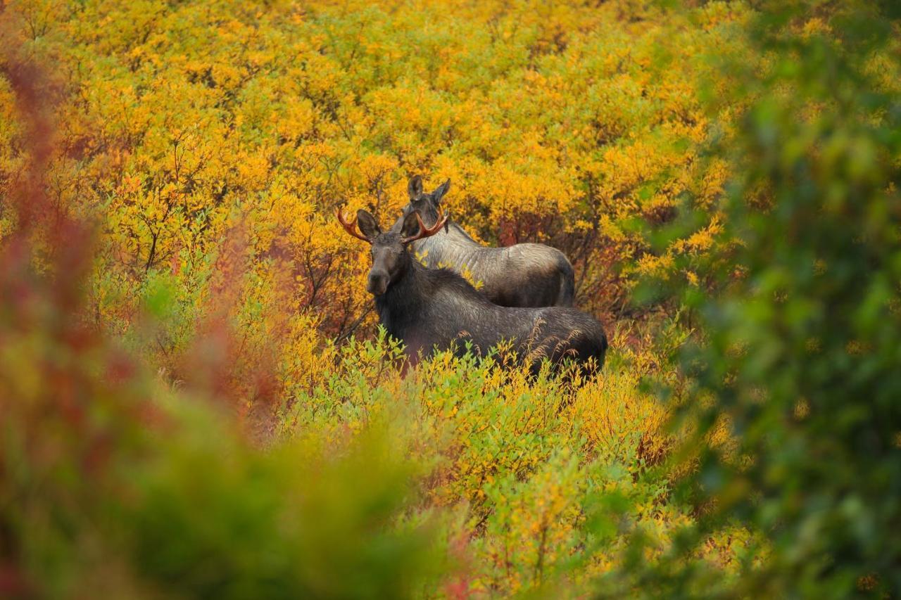 Caribou Lodge Alaska Talkeetna Exterior photo