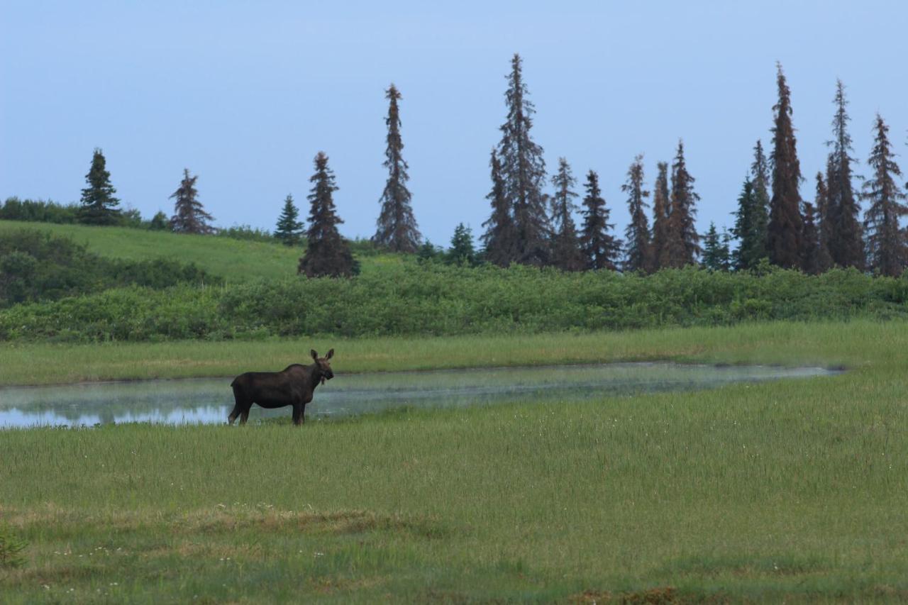 Caribou Lodge Alaska Talkeetna Exterior photo